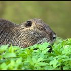 Nutria