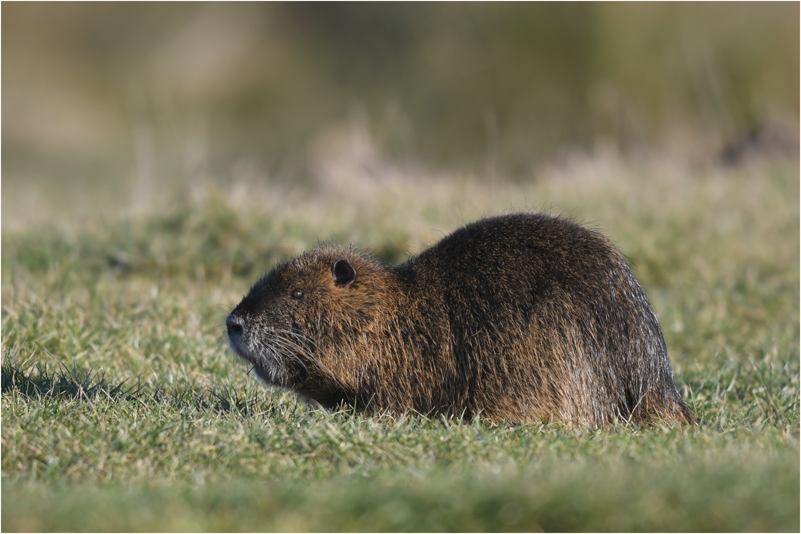 Nutria