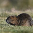 Nutria