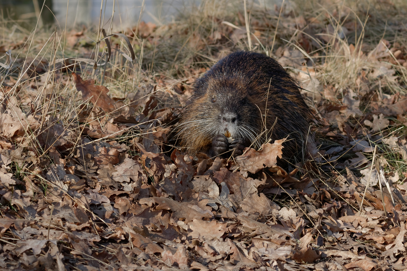 Nutria 