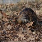 Nutria 