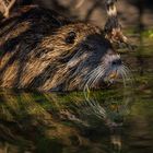 Nutria