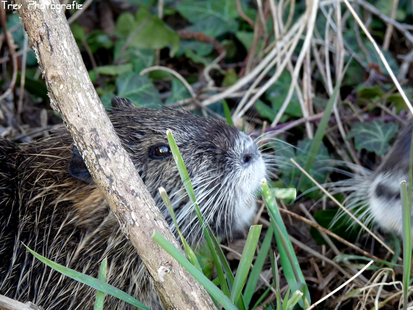 Nutria