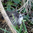 Nutria