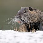 Nutria 