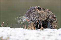 Nutria 