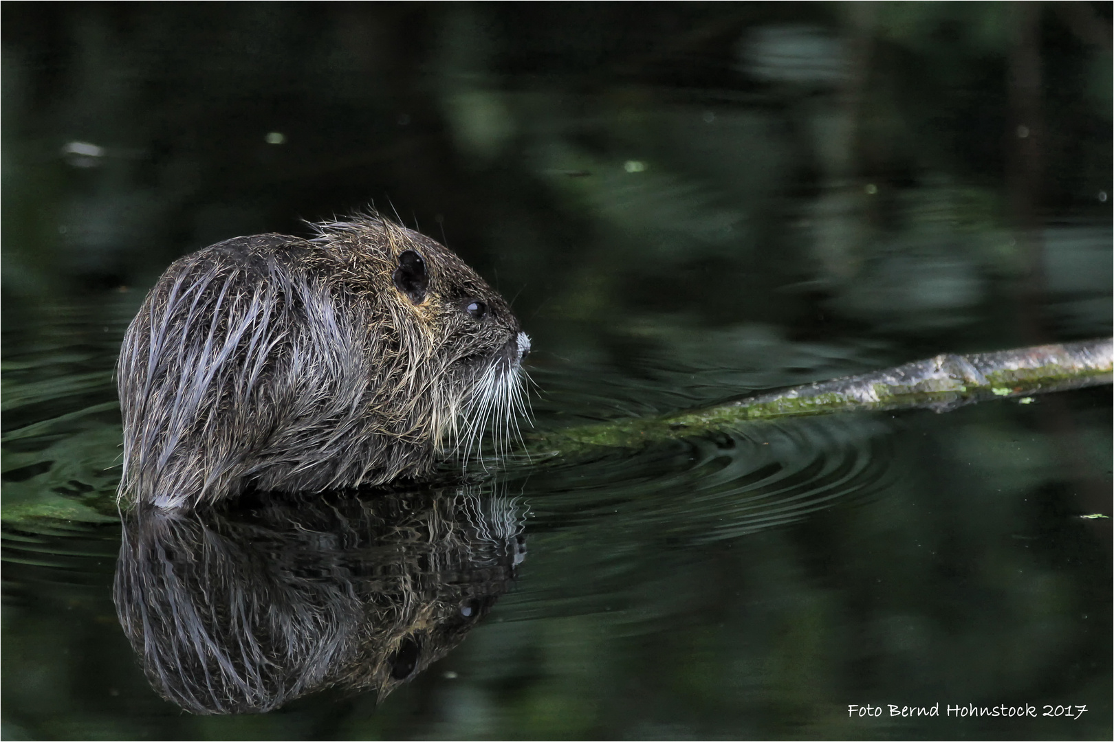 Nutria ...