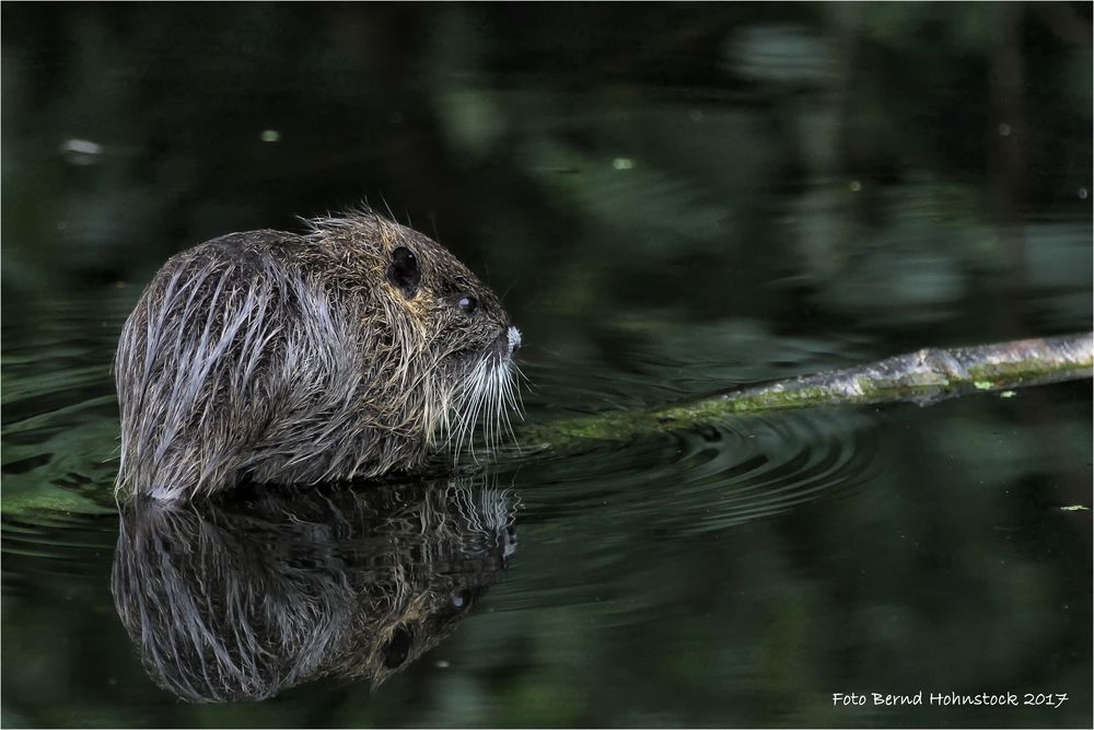 Nutria ...