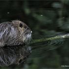 Nutria ...