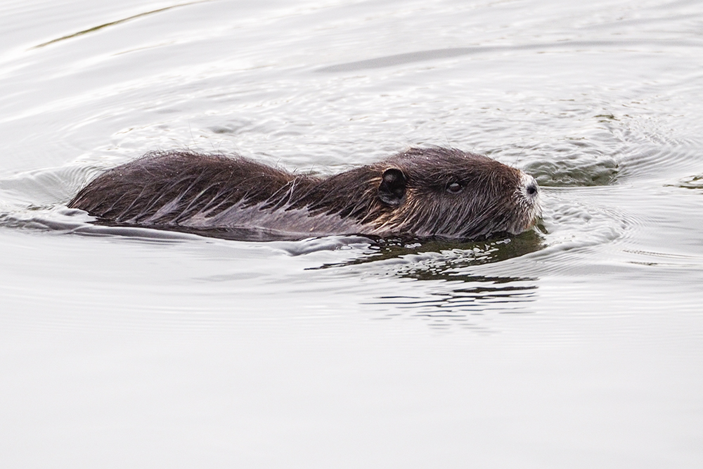 Nutria