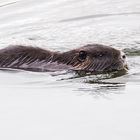 Nutria