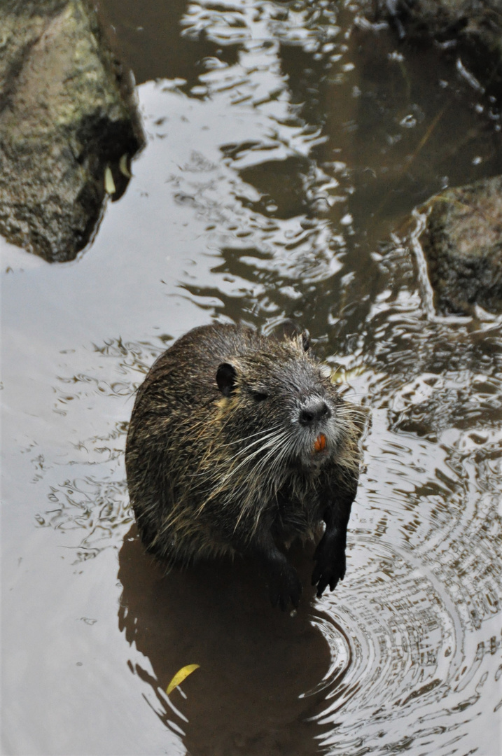 Nutria