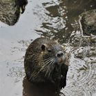 Nutria