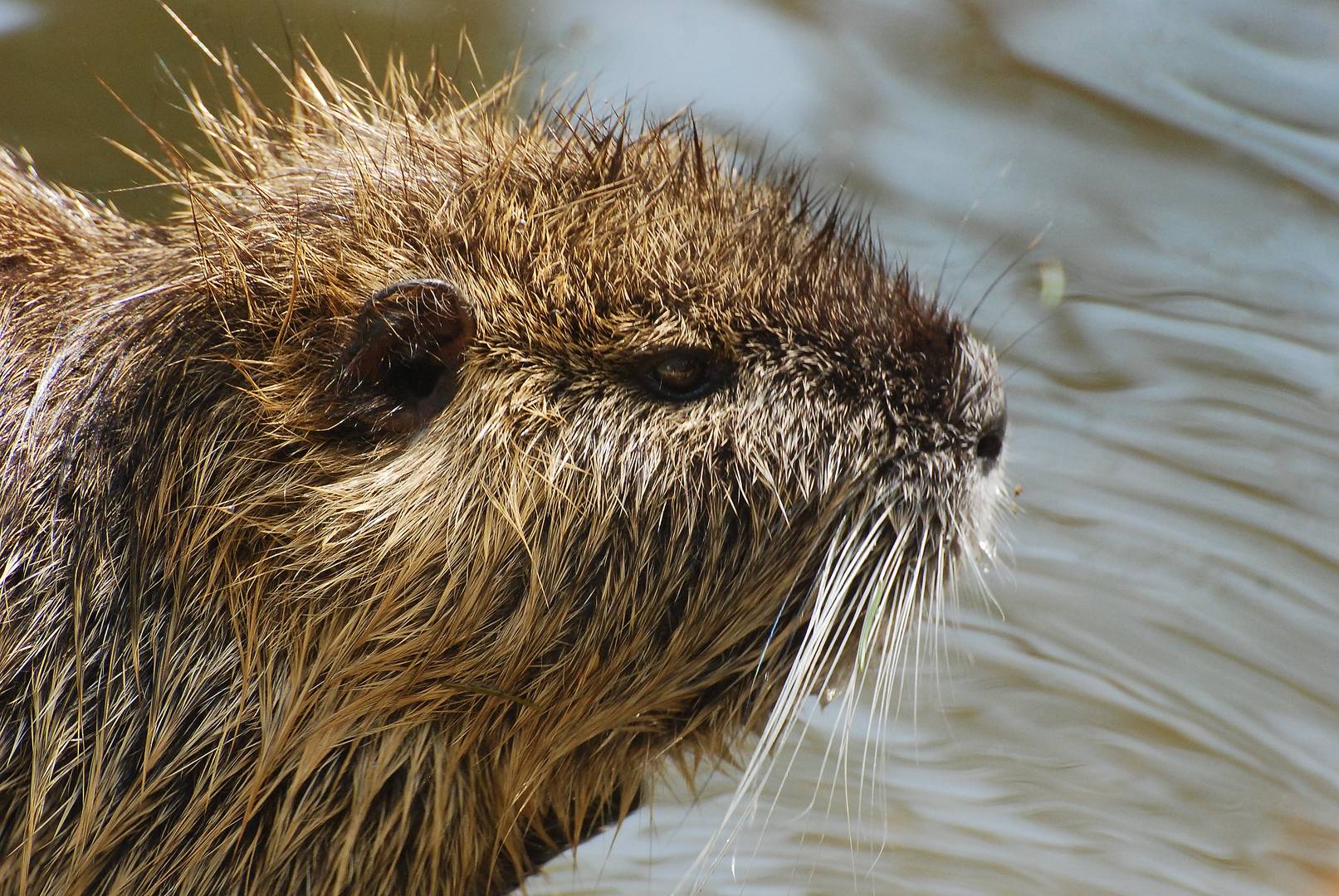 "Nutria"