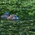 Nutria