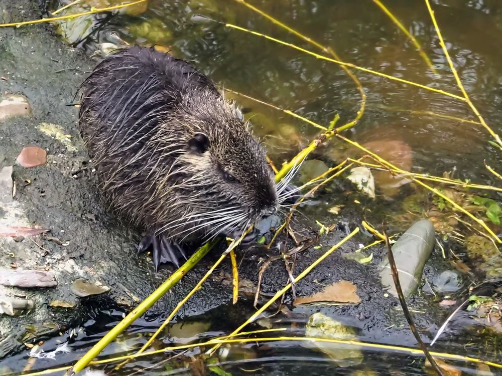 Nutria Foto & Bild | natur, nutria, tiere Bilder auf fotocommunity