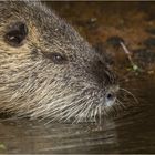 Nutria