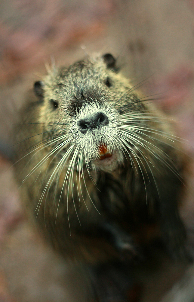 NUTRIA