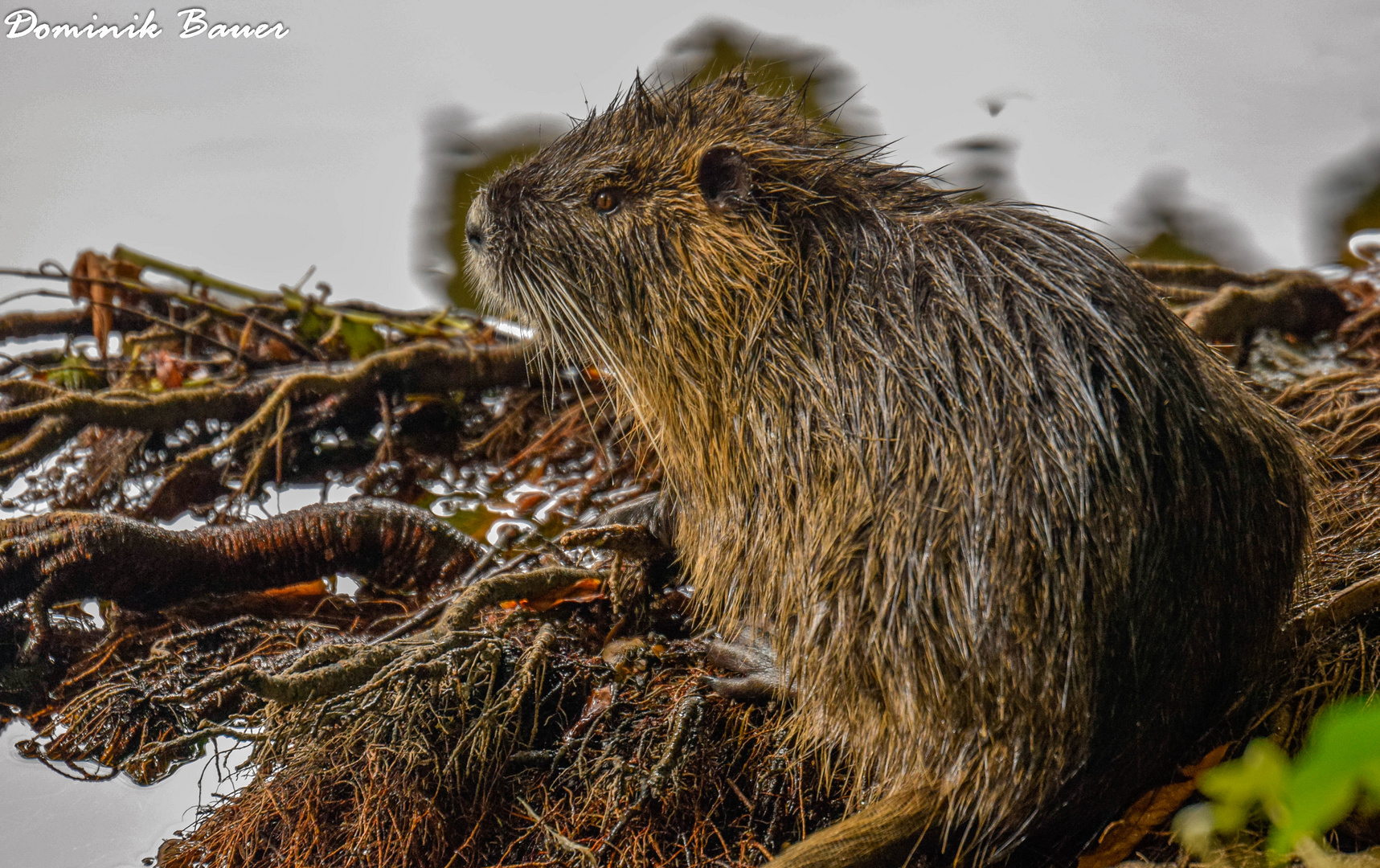 Nutria 