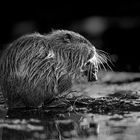 Nutria