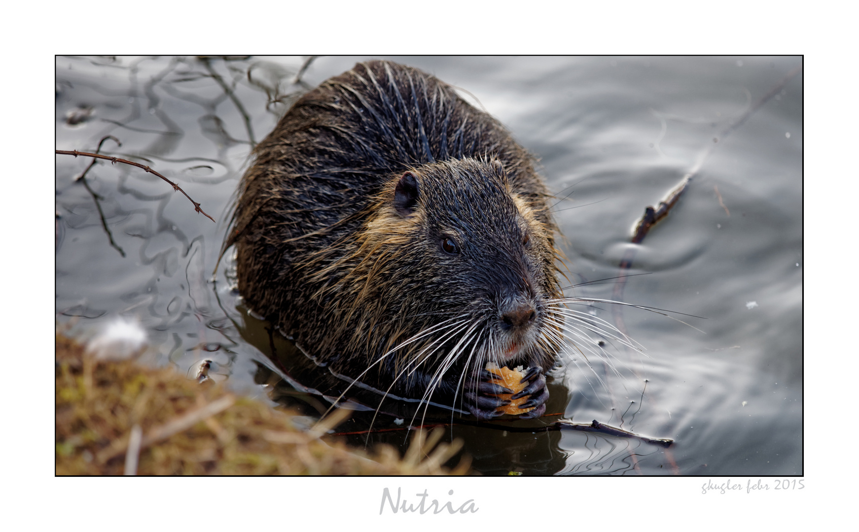 Nutria