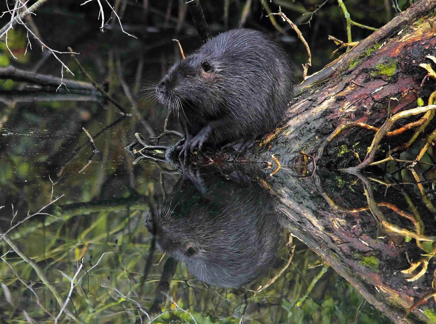 Nutria