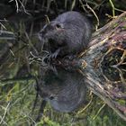 Nutria