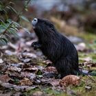 NUTRIA