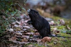 NUTRIA