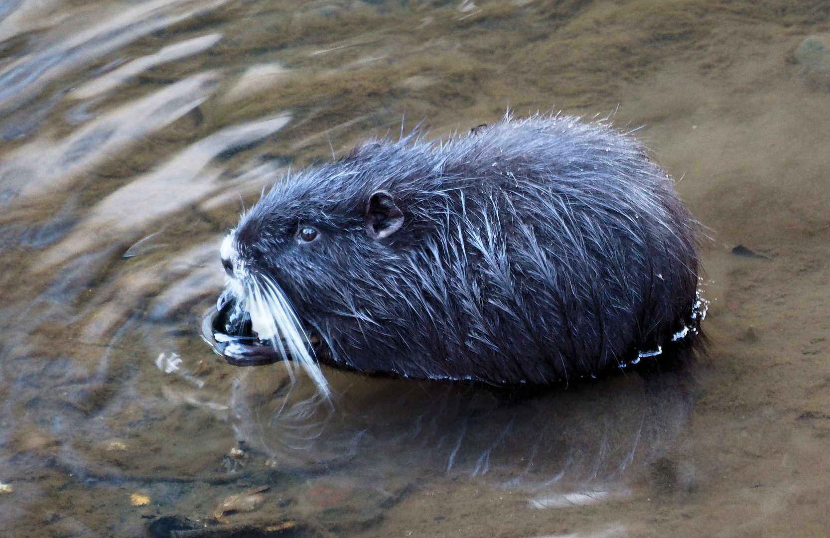 Nutria Foto & Bild | natur, nutria, nagetier Bilder auf fotocommunity