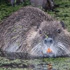 NUTRIA