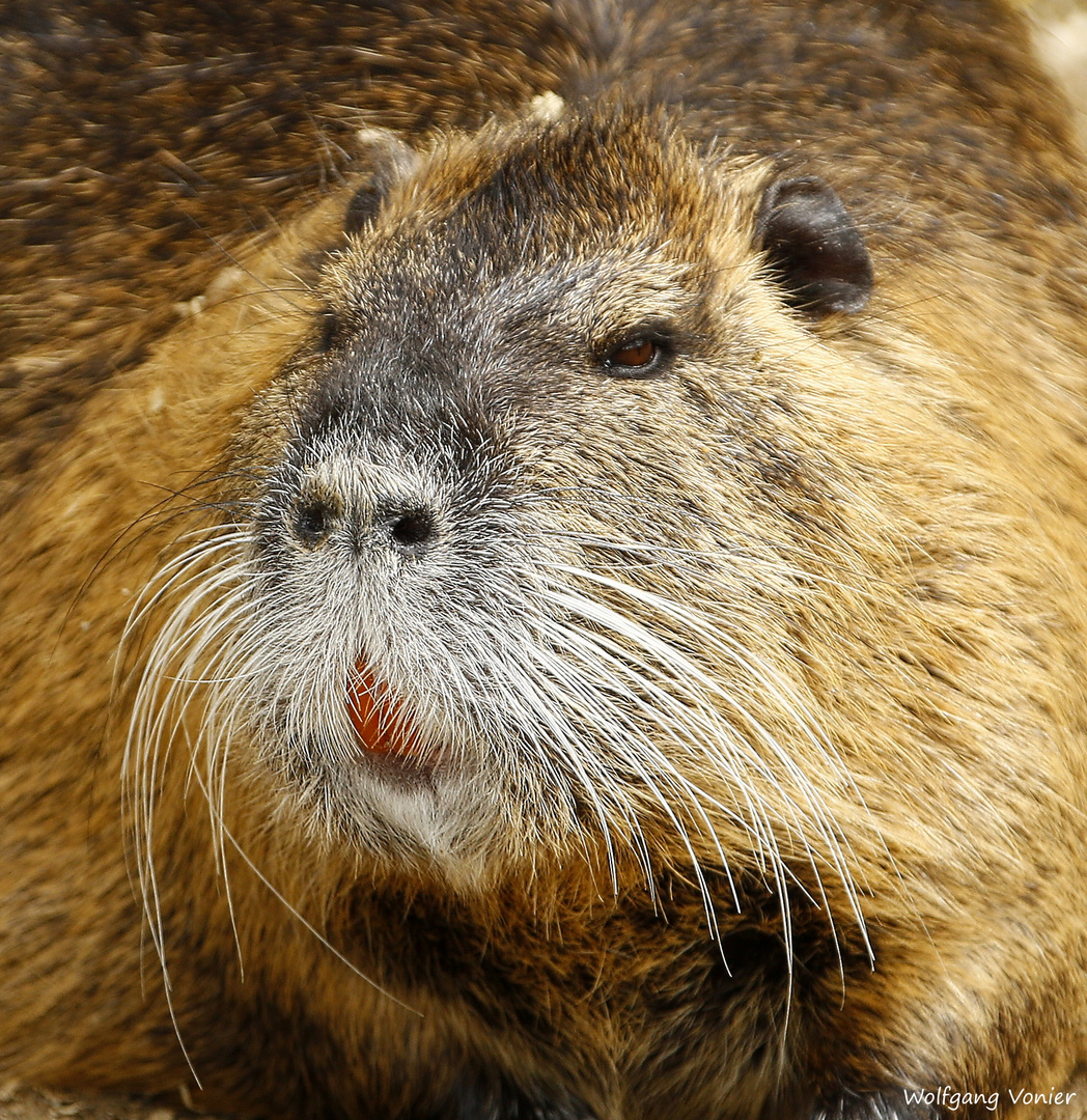 Nutria