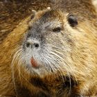 Nutria