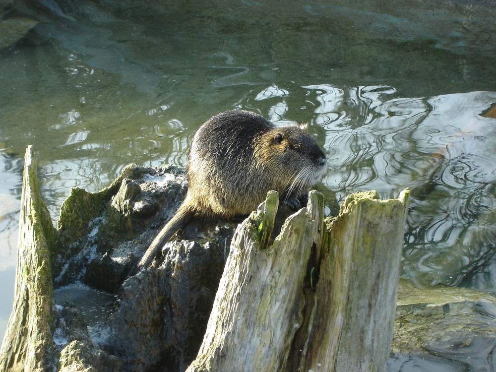 Nutria