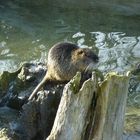 Nutria