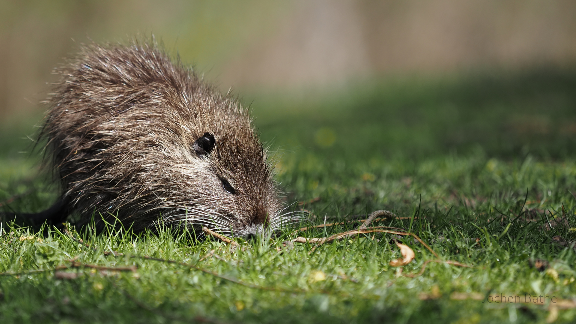 Nutria