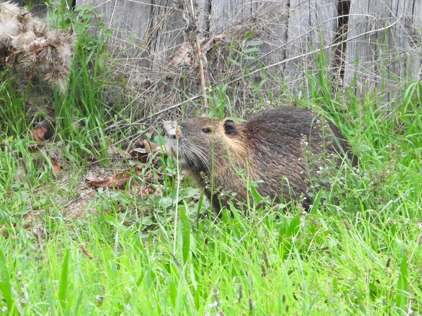 Nutria