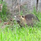 Nutria