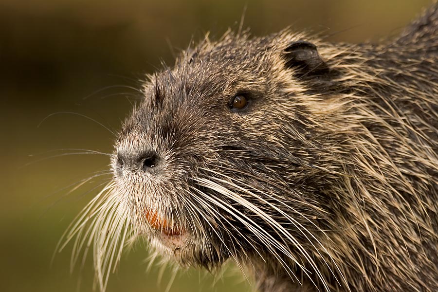 Nutria