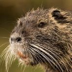 Nutria