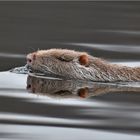 Nutria   . . .