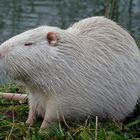 Nutria