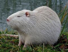 Nutria