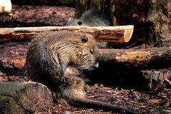 Nutria