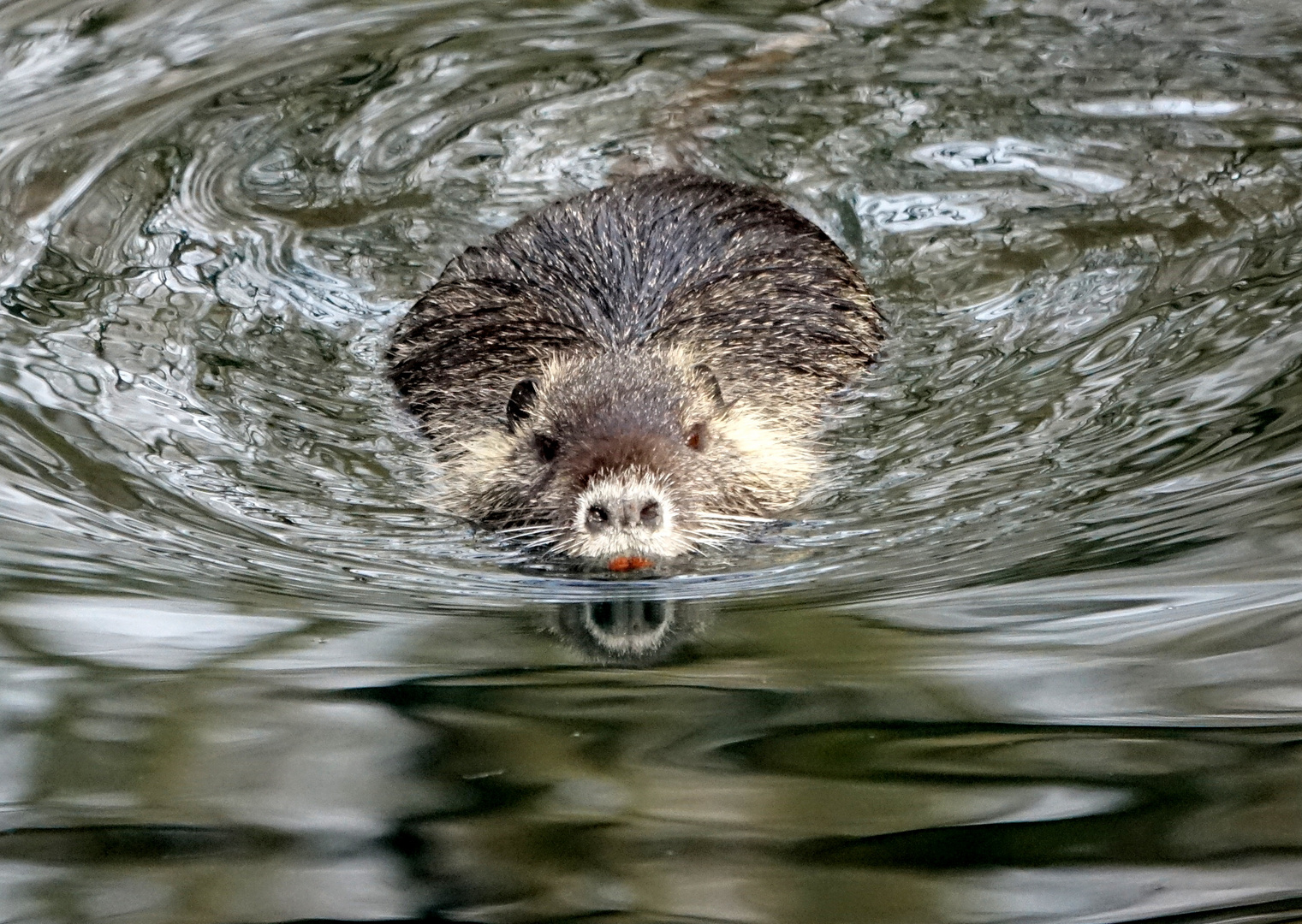 Nutria