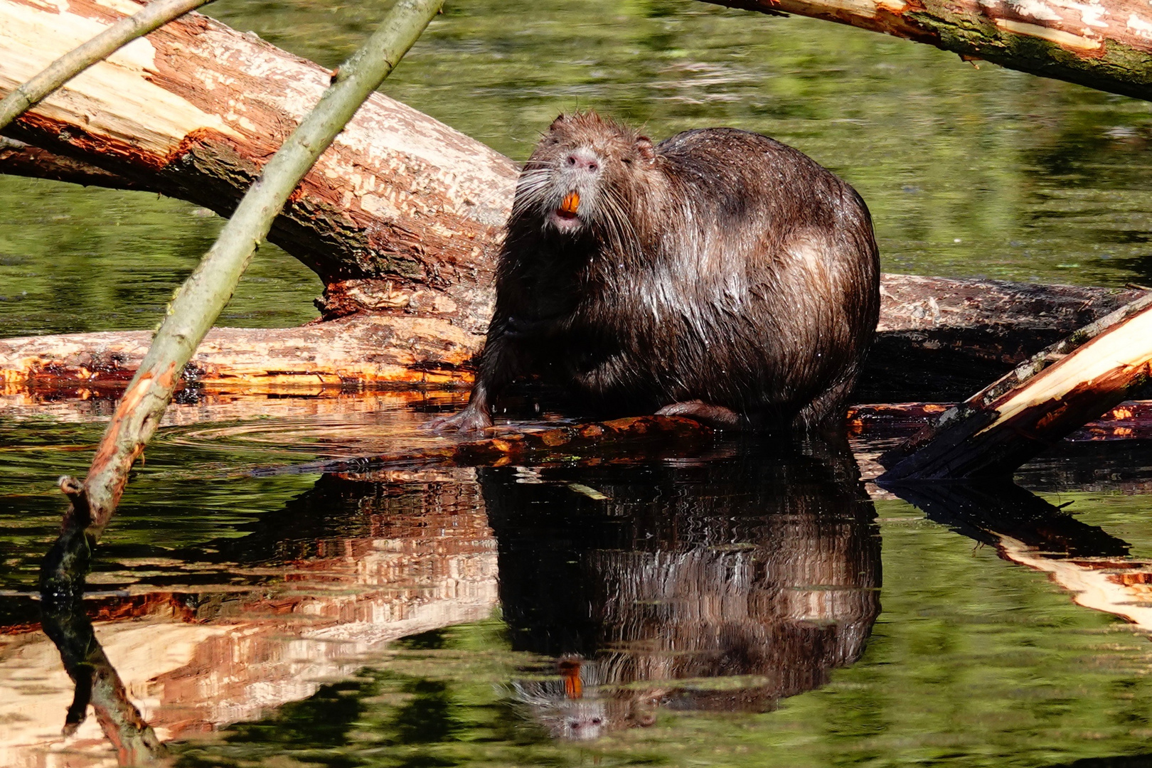 NUTRIA