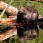 NUTRIA