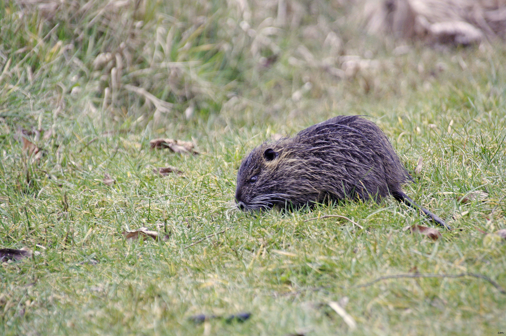 Nutria