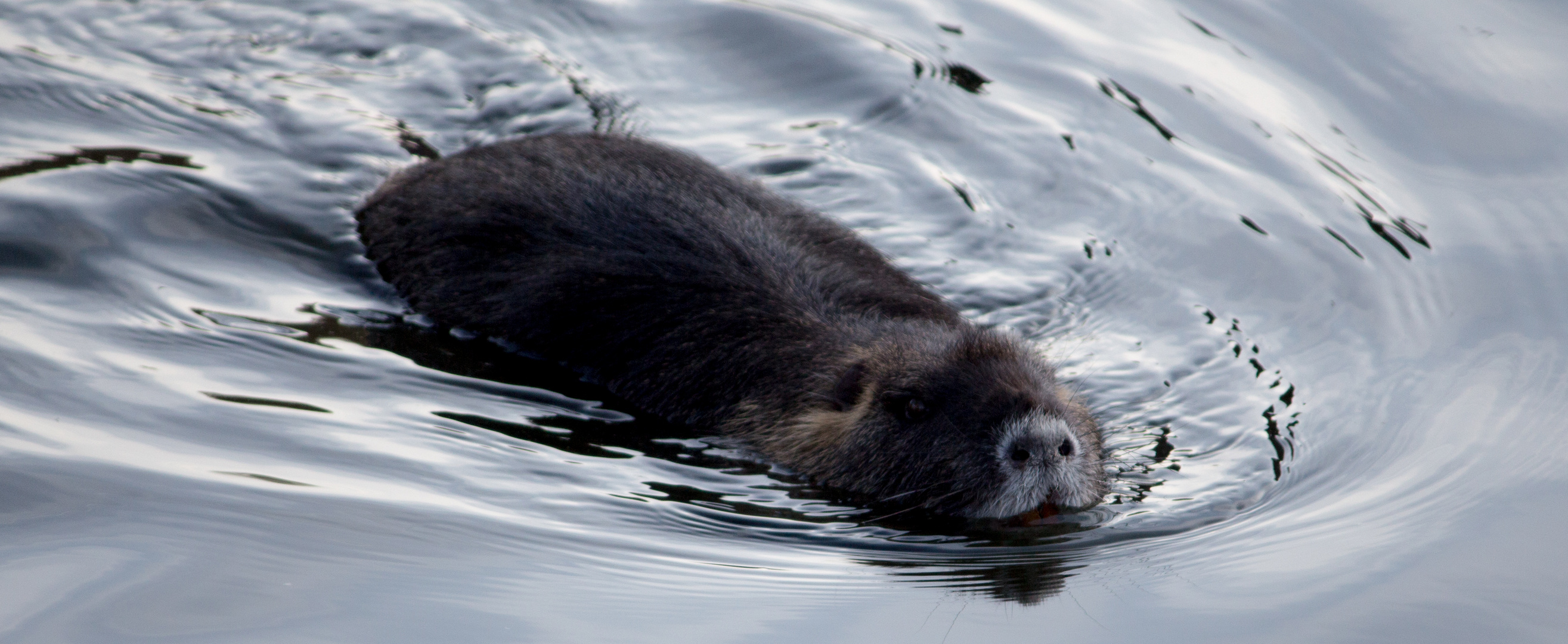 Nutria