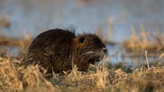 Nutria 